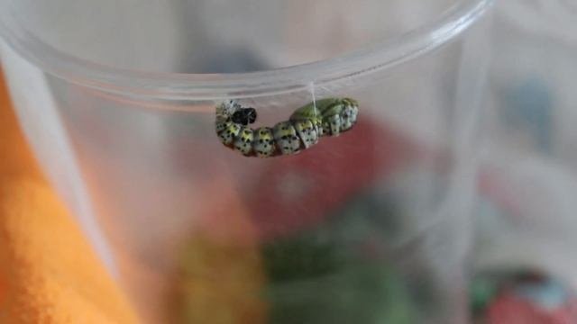 Боярышница Aporia crataegi. Часть 1