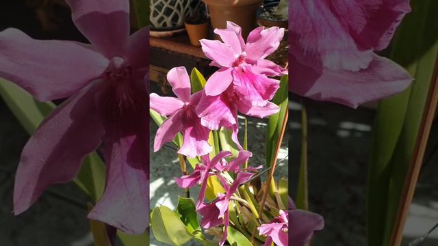Miltonia honolulu