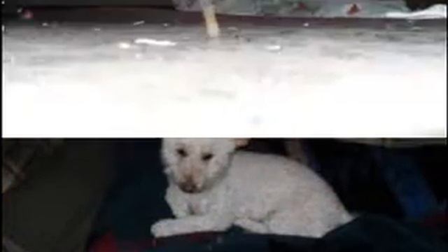 the digital adventures of Bozo the dog (slideshow)