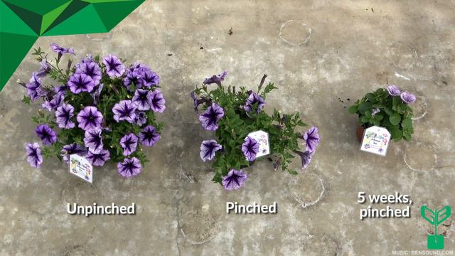 CAST Beekenkamp presenting the Petunia Tea collection