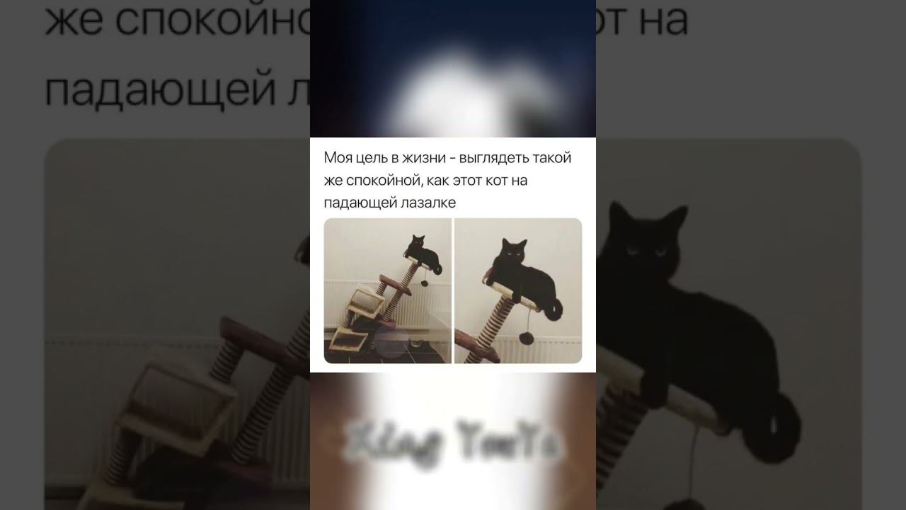 #доброеутро #добрыйвечер #добрыйдень #юмор #приколы #позитив #meme #cat #поззи #актив