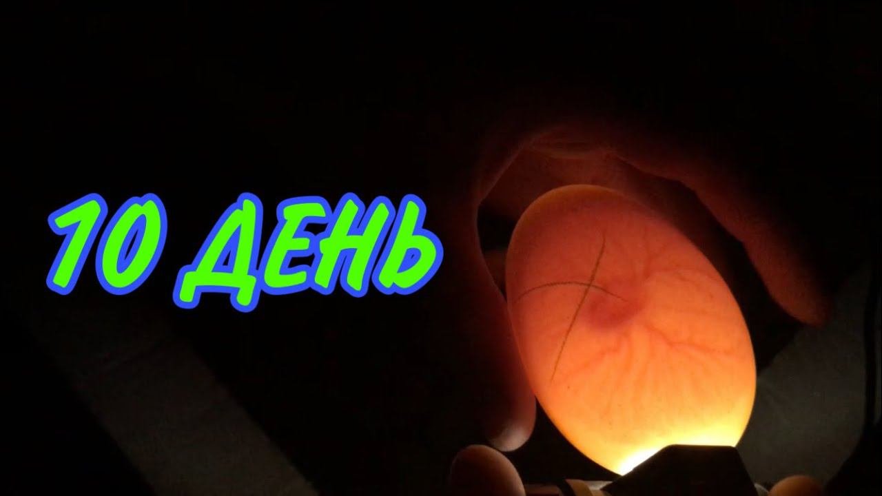 Именно ради этого стоит завести и держать Хозяйство !!!