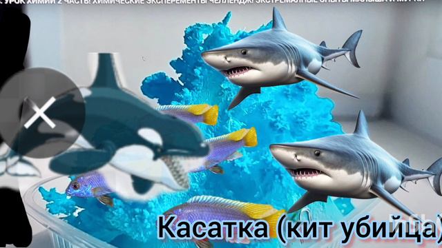 морской мир детям