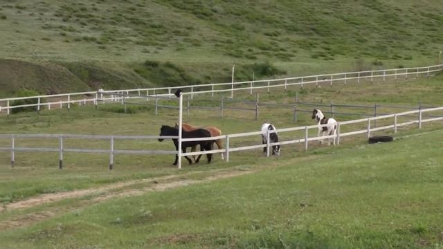 Лошади школы верховой стрельбы из лука.