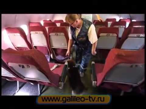 Нано-детектор. Обзор в программе 