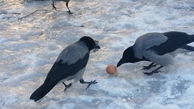 Серые вороны делят яйцо на троих \ Hooded crows share a chicken egg. Peaceful lunch