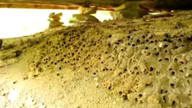 Miner bees congregate at their burrows in Cades Cove
