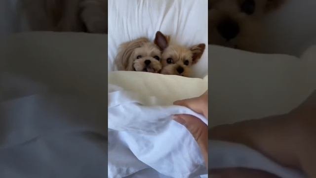 VID_20230325_102757_523.mp4
