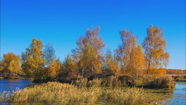 Берёза. Автор видео Юрий Баженов.
