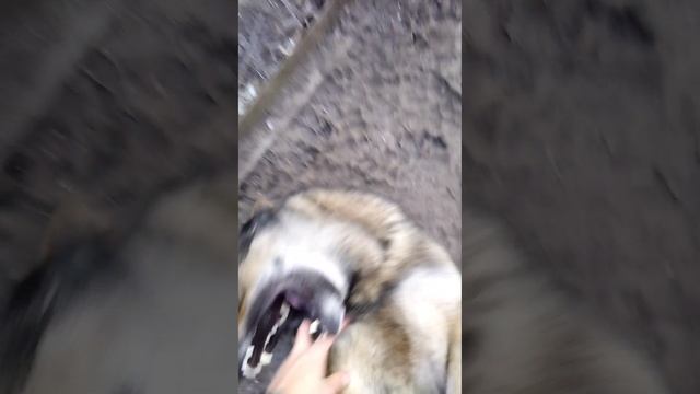 собака улыбака