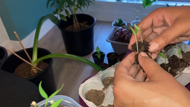 👩🏽🌾Plant Care Pt 3 | Indoor Garden Updates🪴| Horticulture | Propagation | Transplanting 🍀