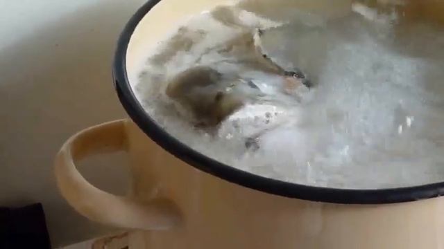 Рыба-зомби в кастрюле!