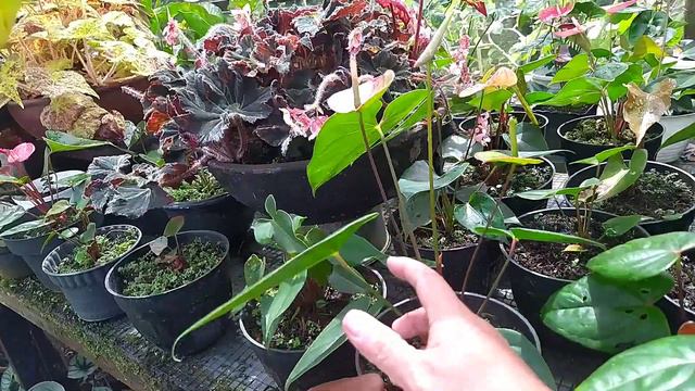 MENYILANG TANAMAN ANTHURIUM BUNGA | BUDIDAYA ANTHURIUM BUNGA
