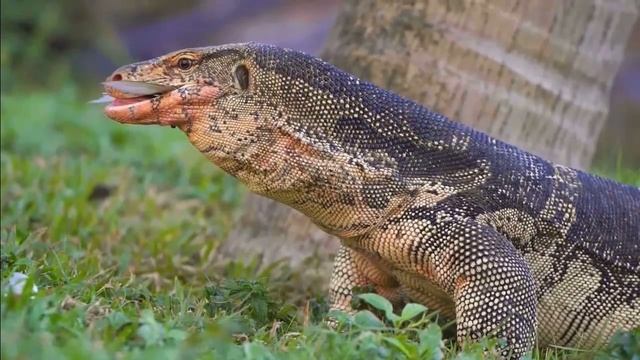 Комодский варан ест рыбу