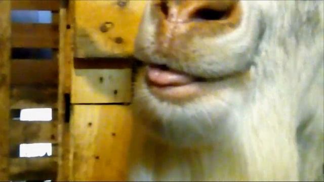 Гиперактивный козел-Паша,Hyperactive goat-Pasha.mp4