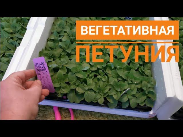 Мартовские работы в цветочной теплице (пикировка, уборка, перестановка)