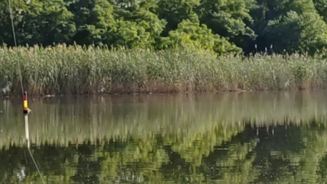 Очень классная РЫБАЛКА С ЛЮБИМОЙ ЖЕНОЙ получилась !Поймали НЕБОЛЬШИХ САЗАНЧИКОВ И КАРАСИКОВ !