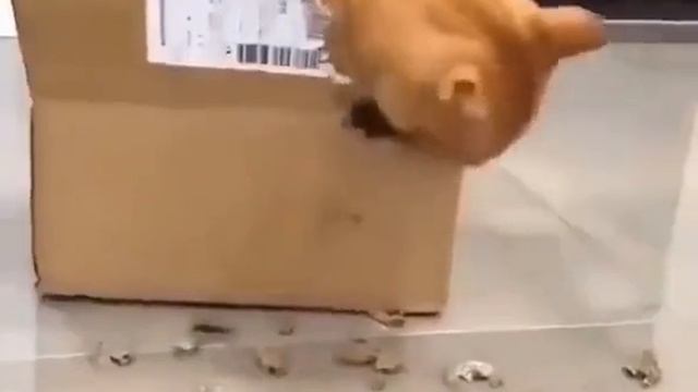 Котя ДРДРДРДРДРДРДРДРДР