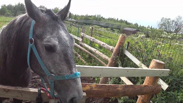 ВЛОГ с поездки на ДАЧУ//Деревенский ВЛОГ Alisia Rise и Илья Глазунов