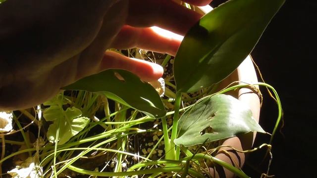 Growing Strelitzia nicolai from Seed 🌱