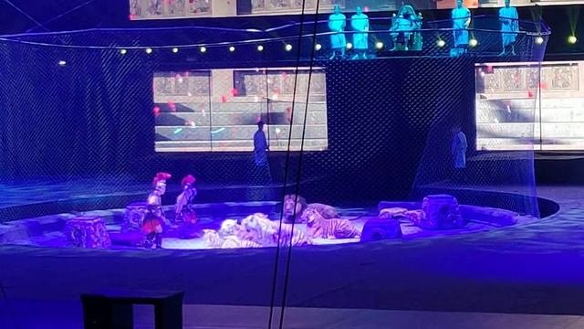 ЛужникипредставлениеЗапашныхтигрыльвы