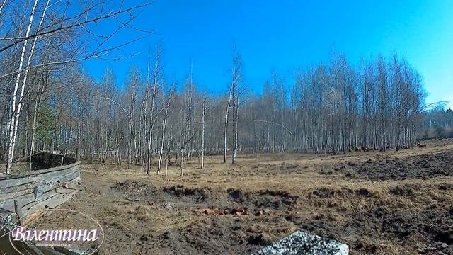 СЛЕЗЫ ИЗ БЕРЕЗЫ Пора заготовок БЕРЕЗОВОГО СОКА Едем к друзьям за живительной силой от природы.