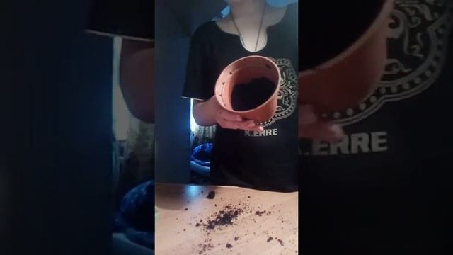 Сажаю фиалку