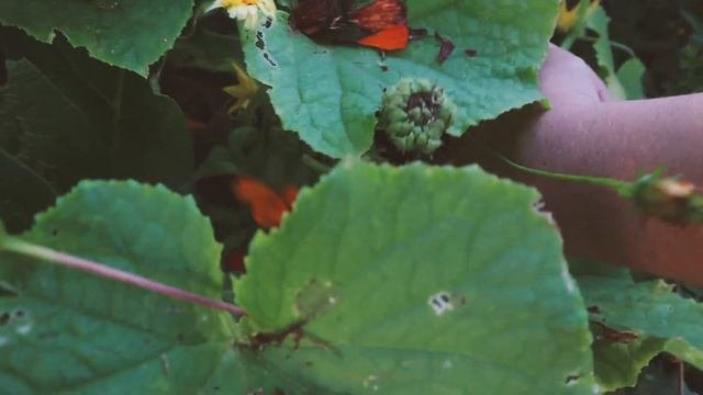 A Garden Walk & Harvest 🌼