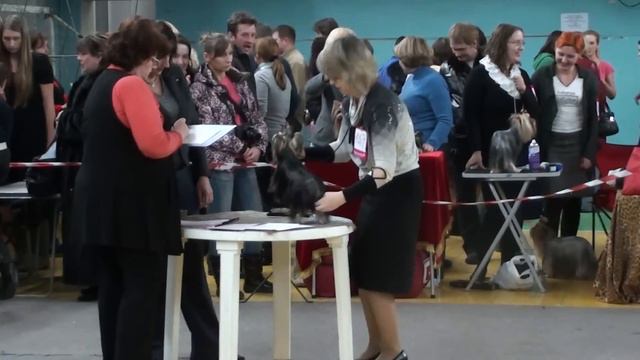 Всероссийская выставка собак