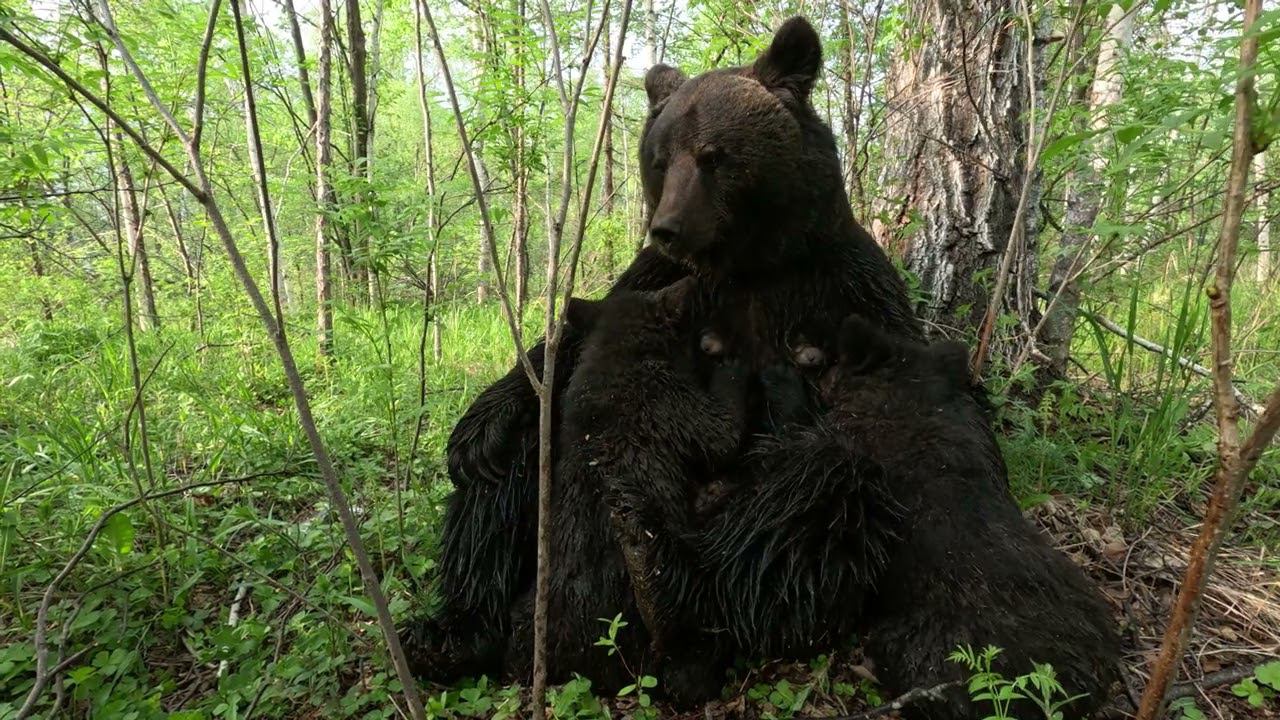 Обычная жизнь медведей в лесу.