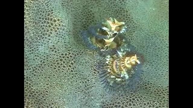 Amazing AnimalsThe beauty Christmas pine tree undersea - Spirobranchus giganteus - part 1