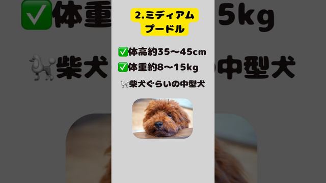 【ワラシル】あなたの愛犬は？何プードル？#雑学#ペット#プードル#スタンダードプードル#ミディアムプードル #ミニチュアプードル#トイプードル#ティーカッププードル#タイニープードル