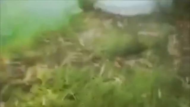 Крокодил Глотает ребёнка