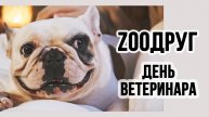 Видеопрезентация "Зоодруг"  ко дню ветеринарного работника (12+)