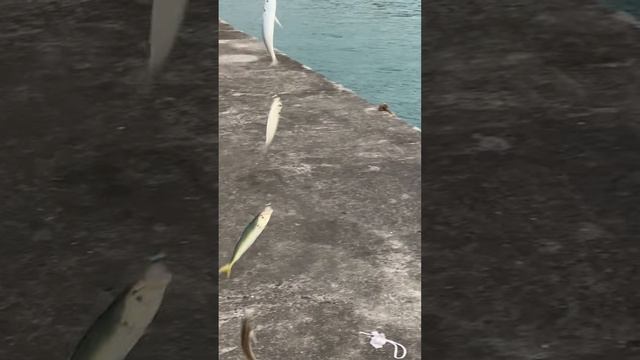 強風ですが本日もアジ爆釣のみなべ町岩代堤防。6本針仕掛けに6匹ヒット。ただし3匹はマルアジ。12月17日日曜日のサビキ釣り。#shorts