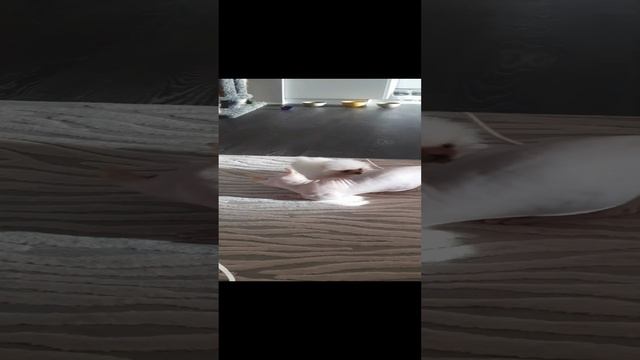 Нападение собаки на кота