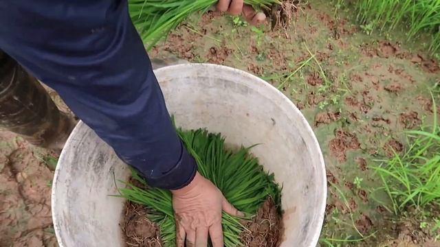 Pluck paddy go to Growing Rice Paddy Farming oanhbg