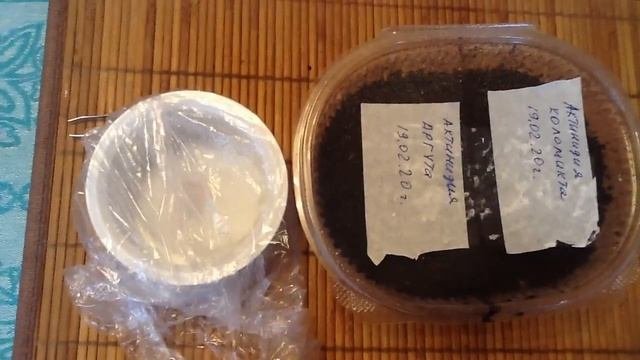 Посадка Лимонника китайского Актинидии Аргута и Коломикта семенами часть 2.