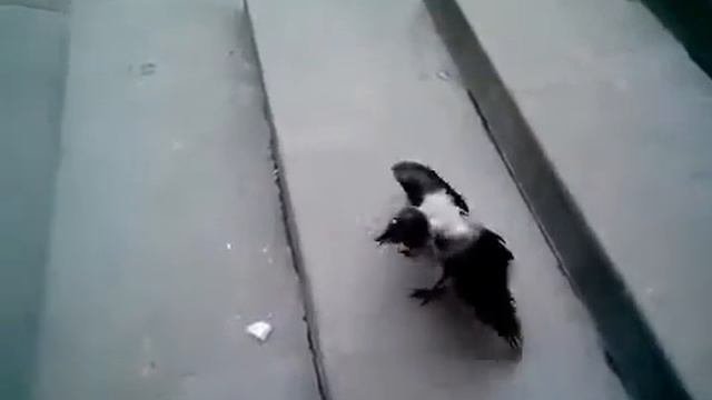 анекдот про ворону
