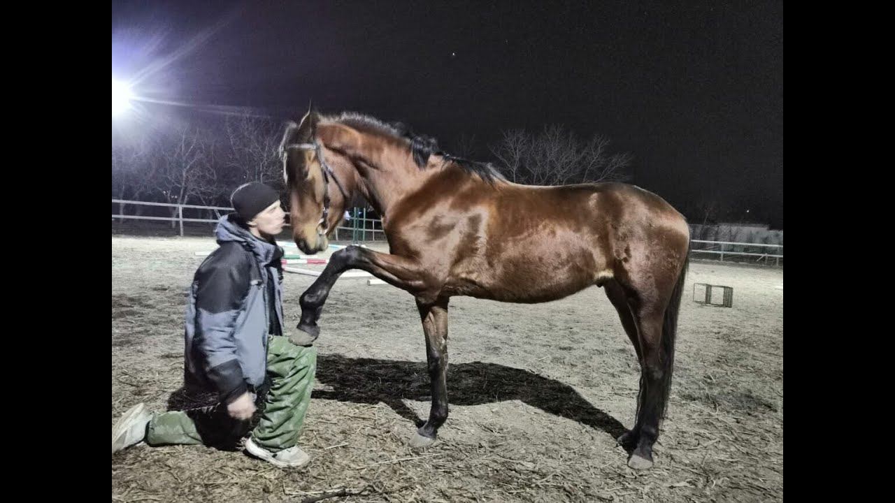 Лошадь нарушает личное пространство. Что делать?The horse violates personal space. What to do?