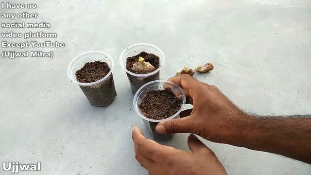 How to grow ginger from ginger cuttings || Adrak growing at home Grow from cuttings