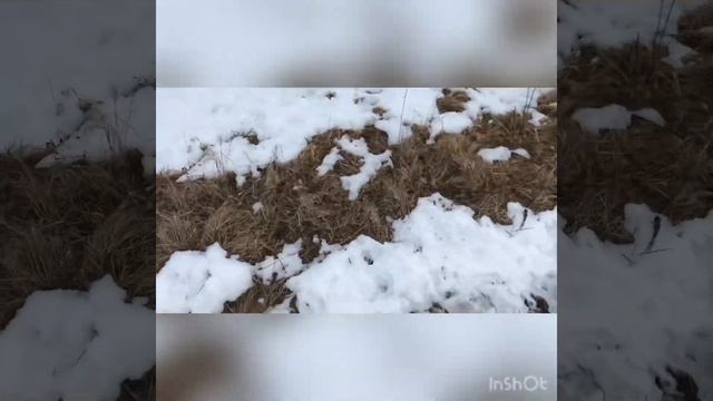 Как охотничьи собаки реагируют на лошадей