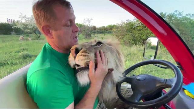 Мы с львом Султаном уходим с территории БОЛЬШИХ ЛЬВОВ ! Russian Lion man !