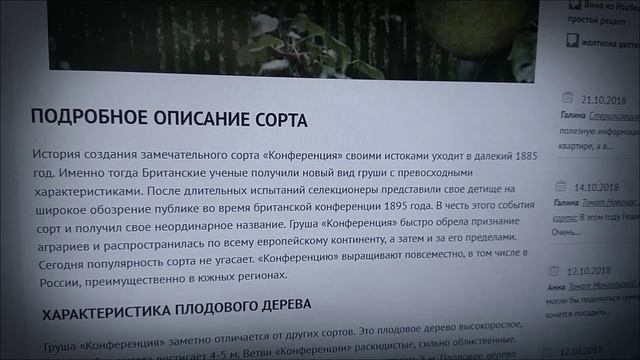 Груша Санта Мария, китайская, конференция обзор