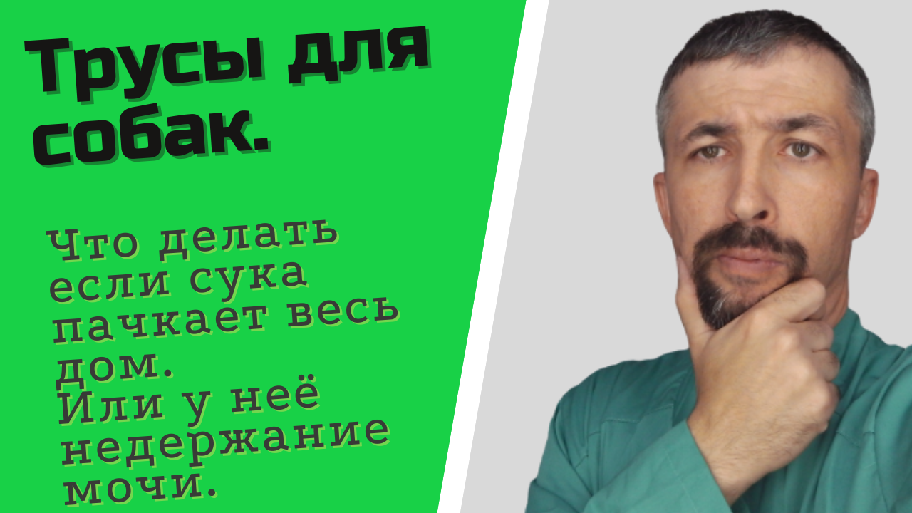 Tечка у сук недержание мочи у сук.