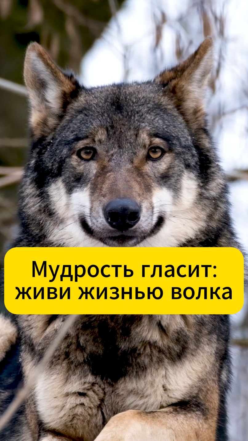 Мудрость гласит: живи жизнью волка