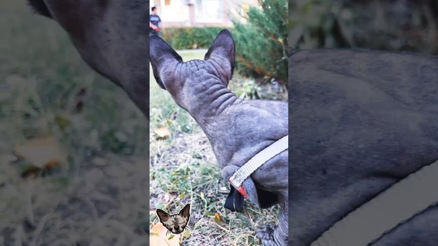 Сфинкс на прогулке. Красивая осень