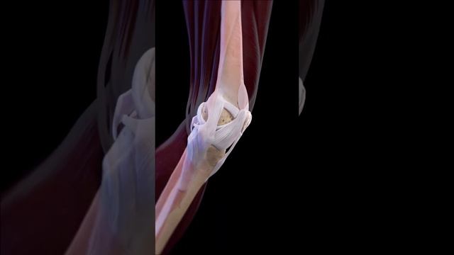 Анатомия колена