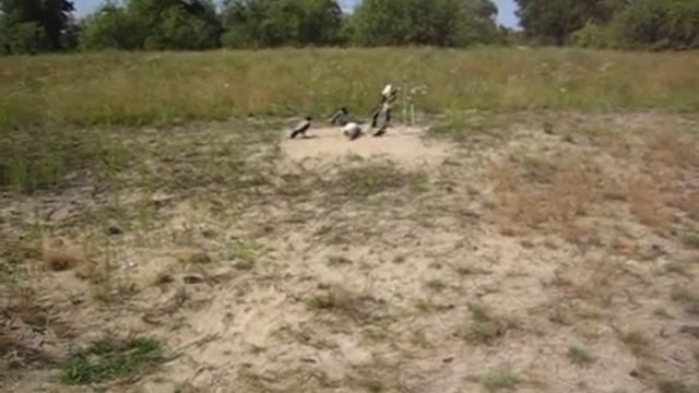 Имитация движения раненного зайца.