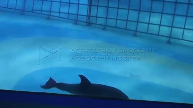 🐬Детеныш краснокнижной черноморской афалины плавает с мамой Пулей в «Москвариуме» на ВДНХ🐬